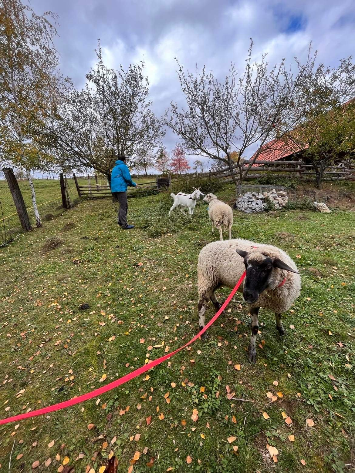 Zvieratá v azyle